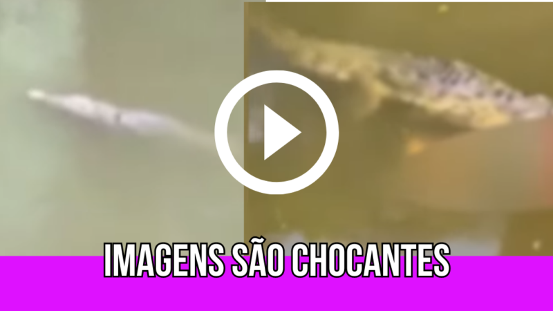 Querido jogador de futebol é encontrado dentro de crocodilo e imagens chocam “não é possível que…”