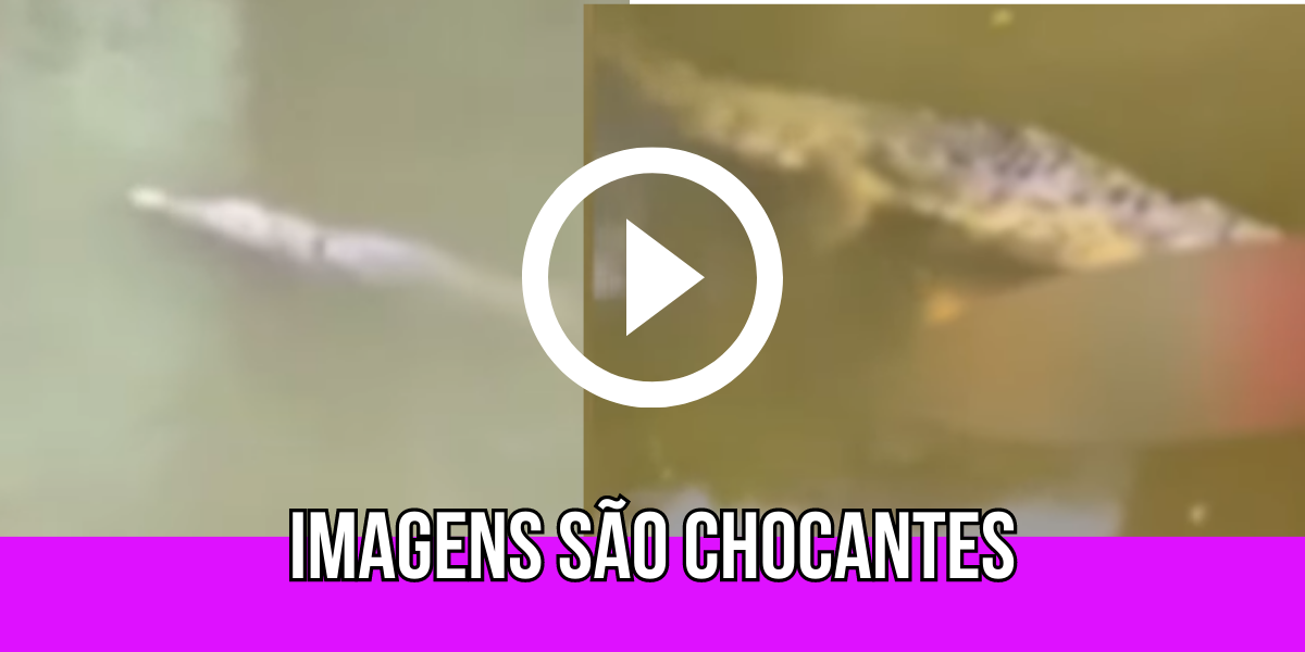 Querido jogador de futebol é encontrado dentro de crocodilo e imagens chocam “não é possível que…”